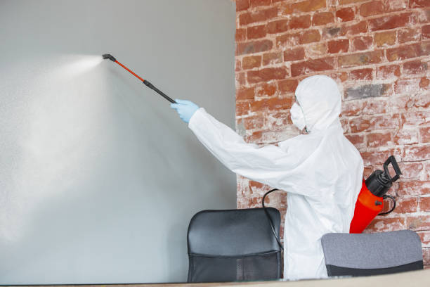 Best Mold Odor Removal Services  in Elburn, IL