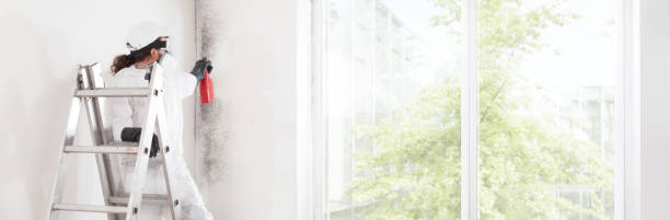 Best Industrial Mold Remediation  in Elburn, IL