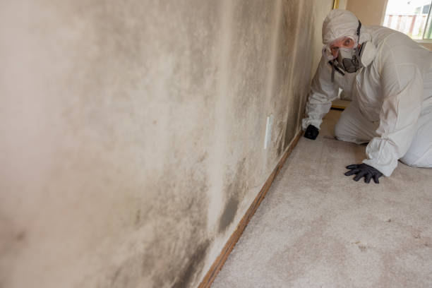 Best Commercial Mold Inspection  in Elburn, IL